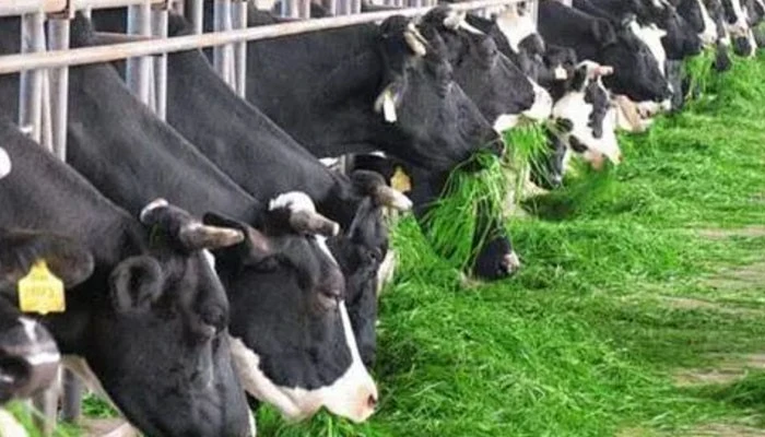 Eprinomectin injection for cattle Eprinomectin injection for cattle
